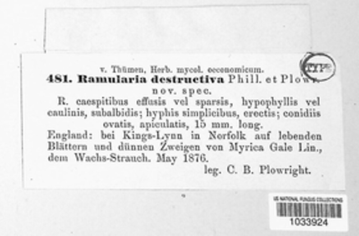 Phacellium rufibasis image